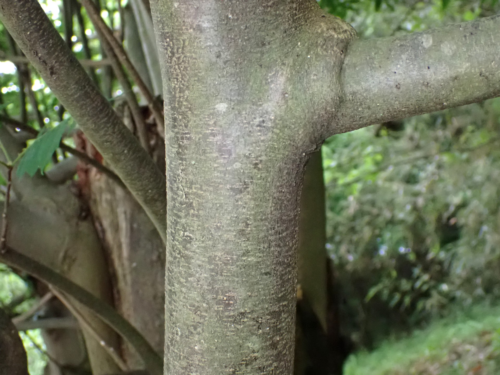 ニガキの木の幹の高画質写真です。横浜市 青葉区 寺家ふるさと村で、2024年4月30日に撮影したものです。