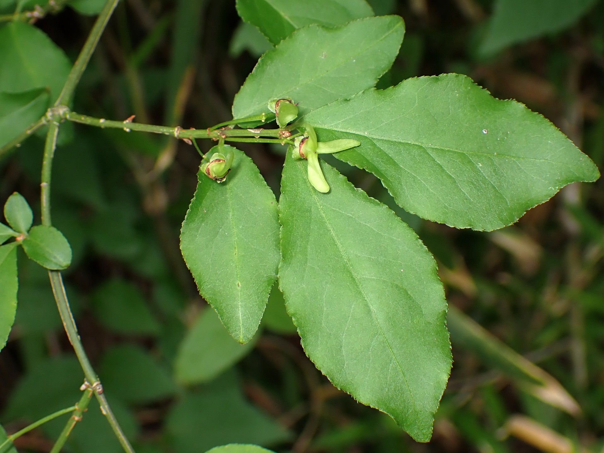 ニシキギの葉の高画質写真です。横浜市 青葉区 寺家ふるさと村で、2024年5月22日に撮影したものです。