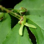 ニシキギの花の跡の高画質写真です。横浜市 青葉区 寺家ふるさと村で、2024年5月22日に撮影したものです。