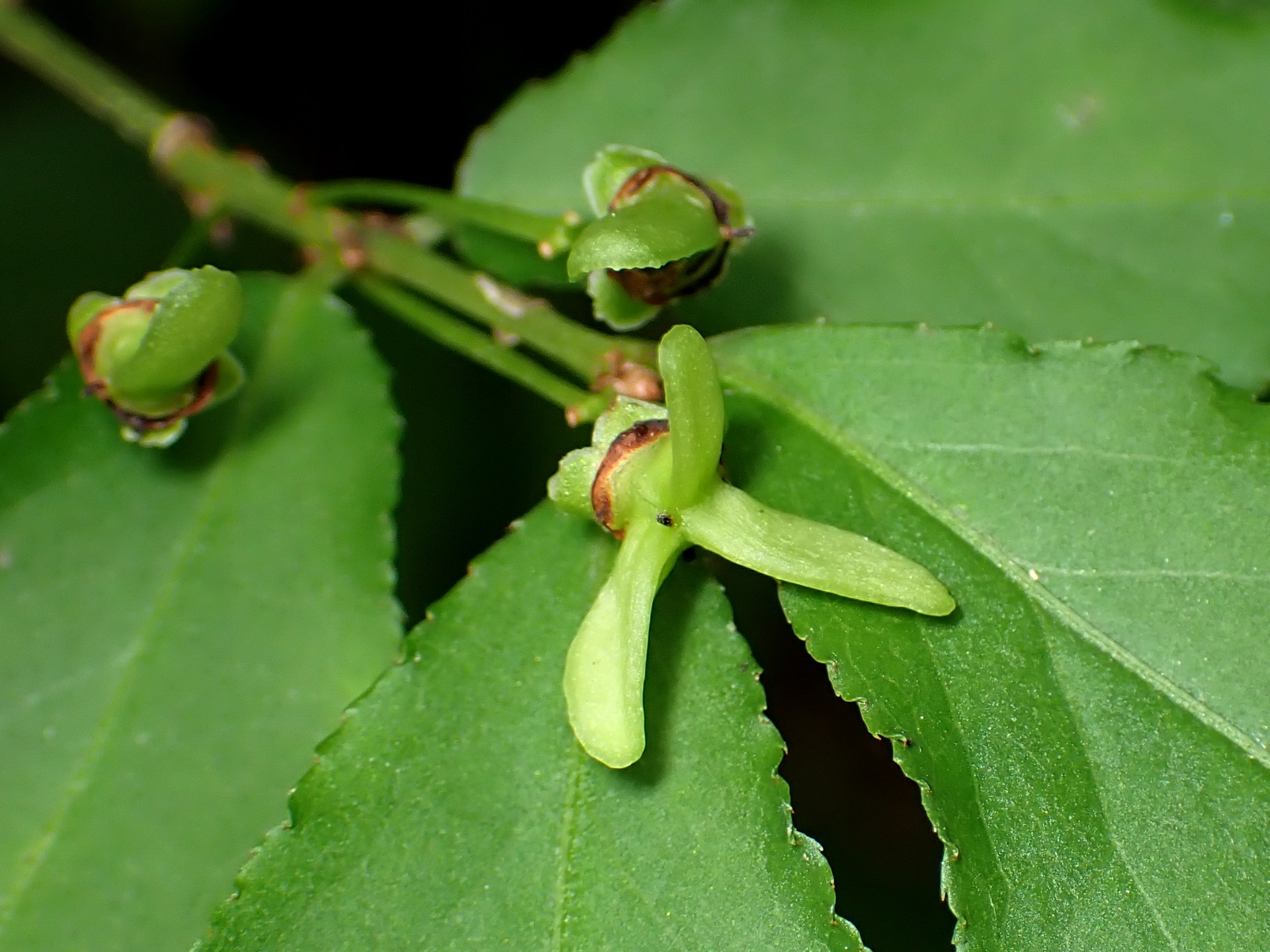 ニシキギの花の跡の高画質写真です。横浜市 青葉区 寺家ふるさと村で、2024年5月22日に撮影したものです。