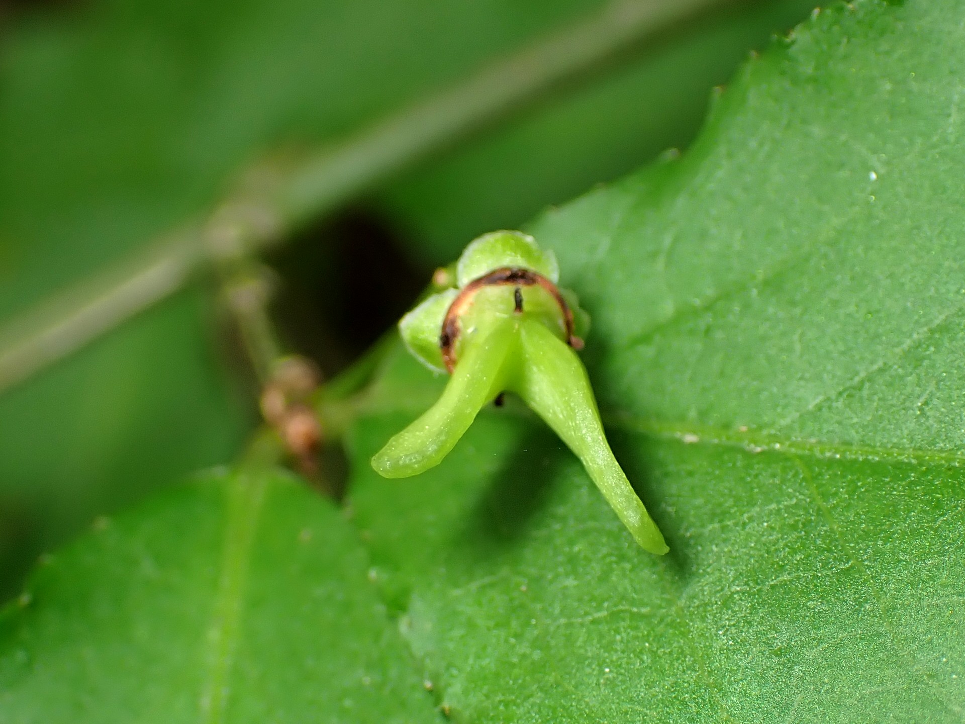 ニシキギの花の跡の高画質写真です。横浜市 青葉区 寺家ふるさと村で、2024年5月22日に撮影したものです。