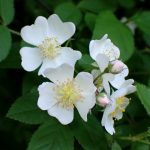 ノイバラの花の高画質写真です。横浜市 青葉区 寺家ふるさと村で、2024年5月17日に撮影したものです。