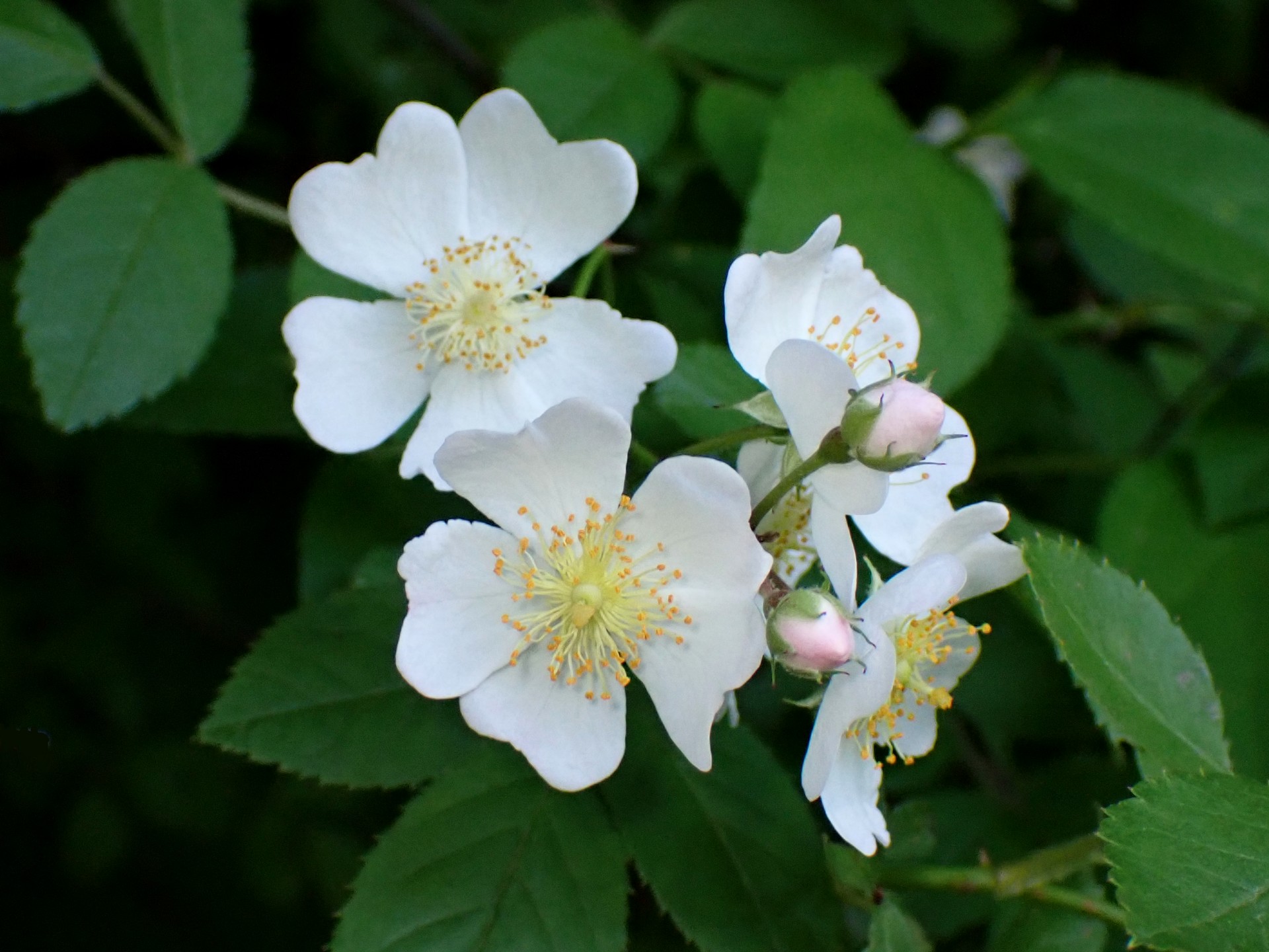 ノイバラの花の高画質写真です。横浜市 青葉区 寺家ふるさと村で、2024年5月17日に撮影したものです。