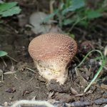 ノウタケの高画質写真です。横浜市 青葉区 寺家ふるさと村で、2024年5月15日に撮影したものです。