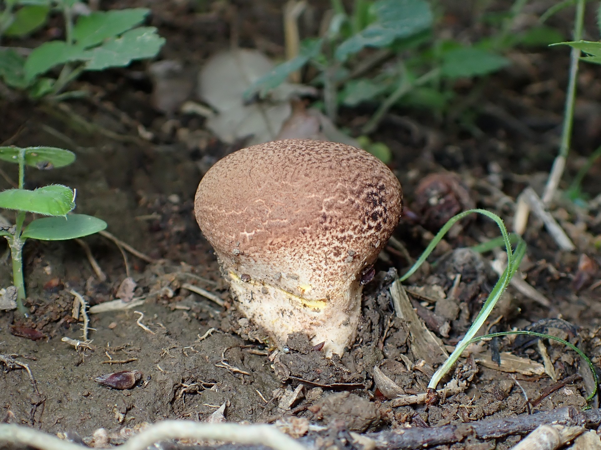 ノウタケの高画質写真です。横浜市 青葉区 寺家ふるさと村で、2024年5月15日に撮影したものです。