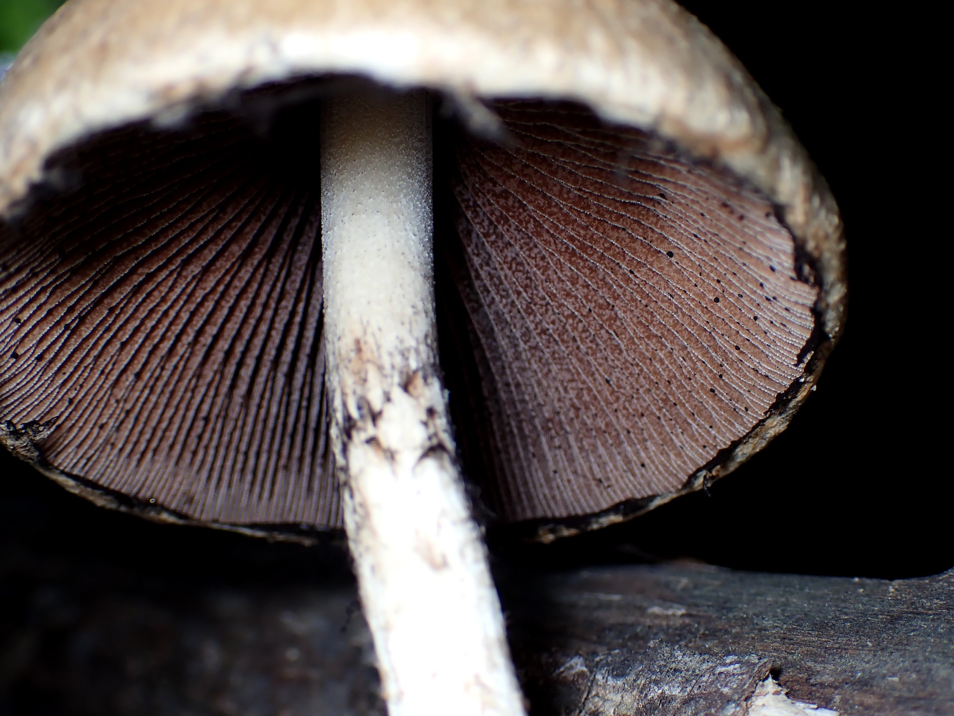 ムジナタケのカサの裏側の高画質写真です。横浜市 青葉区 寺家ふるさと村で、2024年5月22日に撮影したものです。