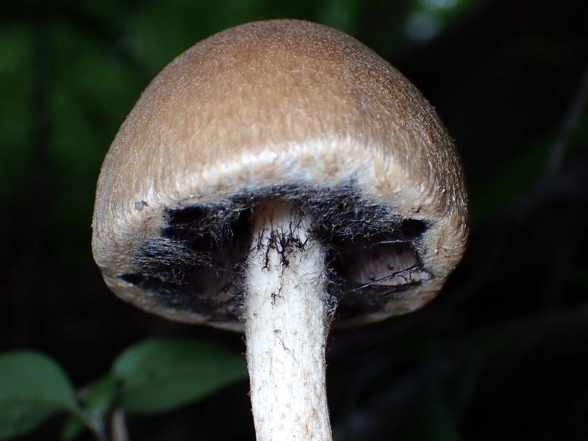 ムジナタケの胞子が出ているときの高画質写真です。横浜市 青葉区 寺家ふるさと村で、2024年5月22日に撮影したものです。