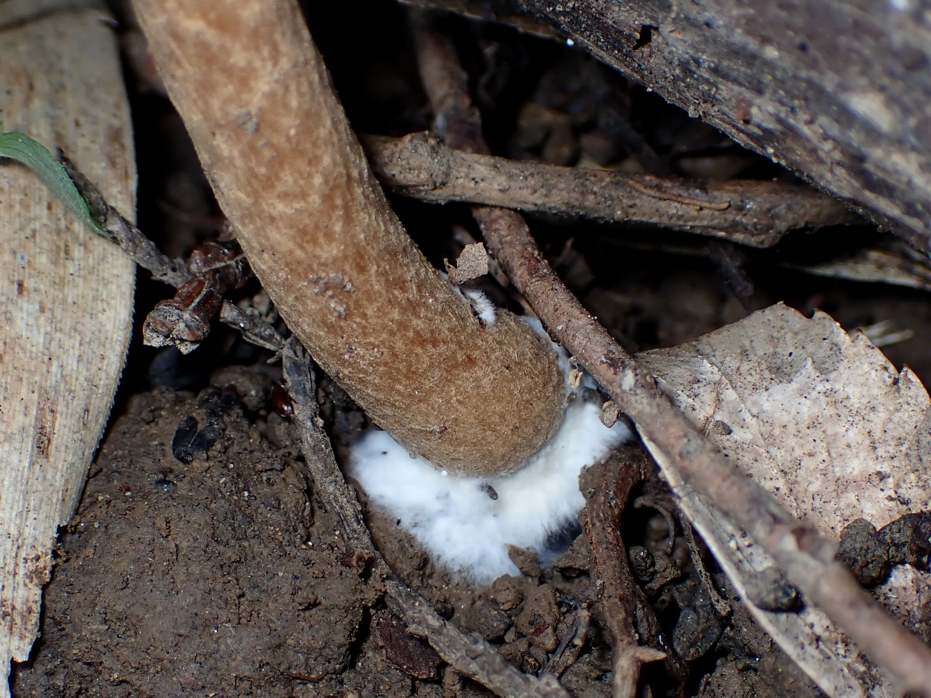 ムジナタケの根元の高画質写真です。横浜市 青葉区 寺家ふるさと村で、2024年5月22日に撮影したものです。