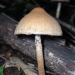 ムジナタケの高画質写真です。横浜市 青葉区 寺家ふるさと村で、2024年5月22日に撮影したものです。