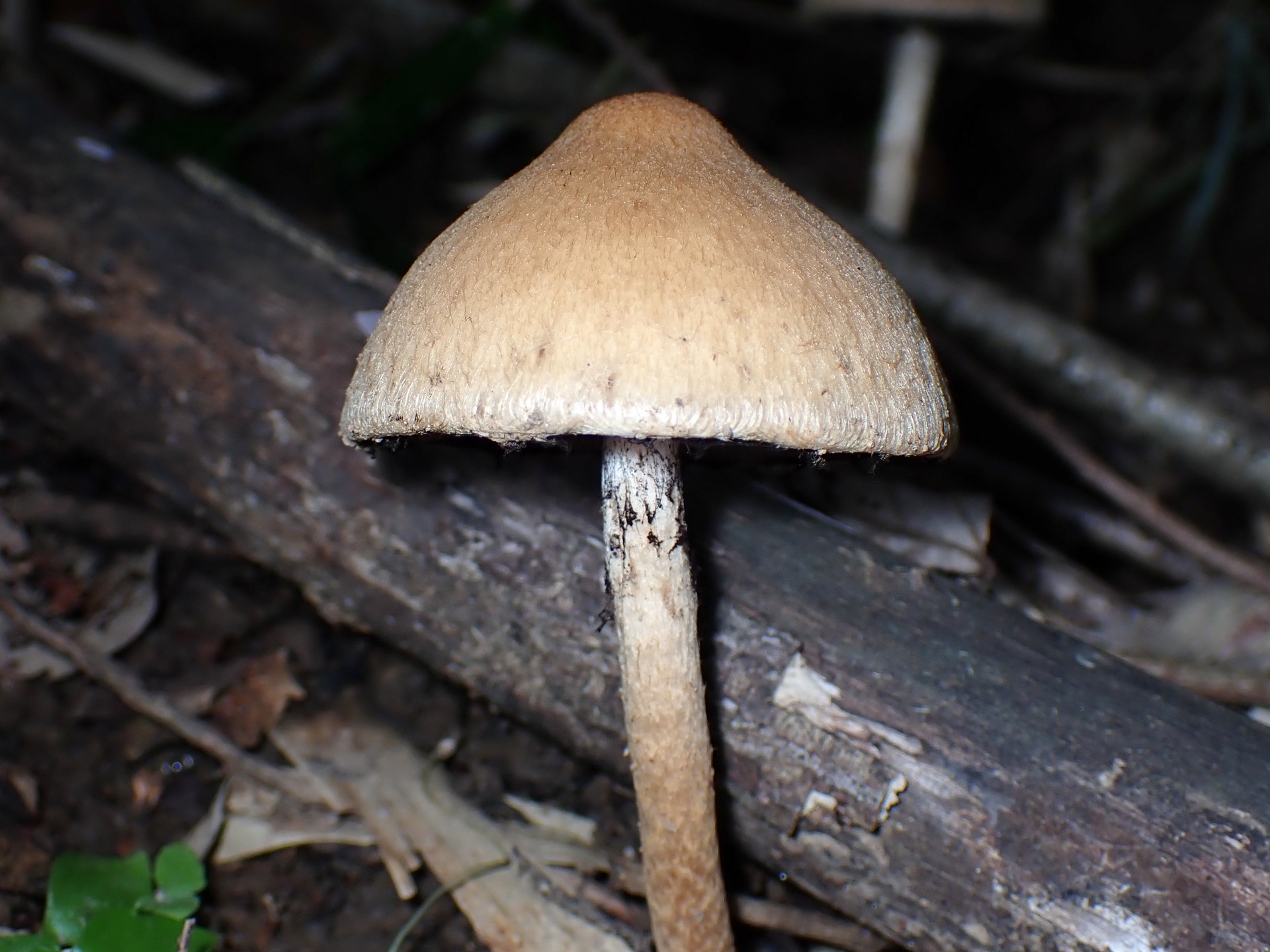 ムジナタケの高画質写真です。横浜市 青葉区 寺家ふるさと村で、2024年5月22日に撮影したものです。