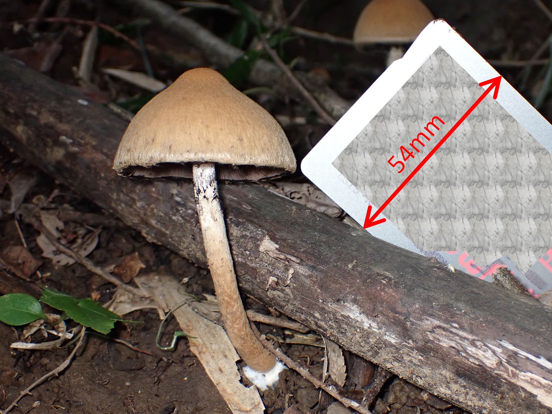 ムジナタケの大きさを示すため クレジットカードと一緒に写した写真です。横浜市 青葉区 寺家ふるさと村で、2024年5月22日に撮影したものです。