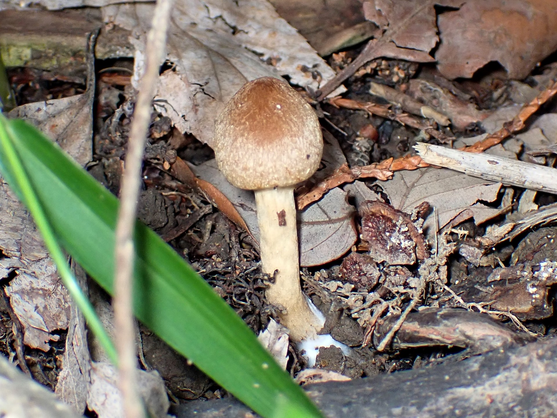 ムジナタケの幼菌の高画質写真です。横浜市 青葉区 寺家ふるさと村で、2024年5月22日に撮影したものです。