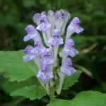 オカタツナミソウの花の高画質写真です。横浜市 青葉区 寺家ふるさと村で、2024年5月4日に撮影したものです。