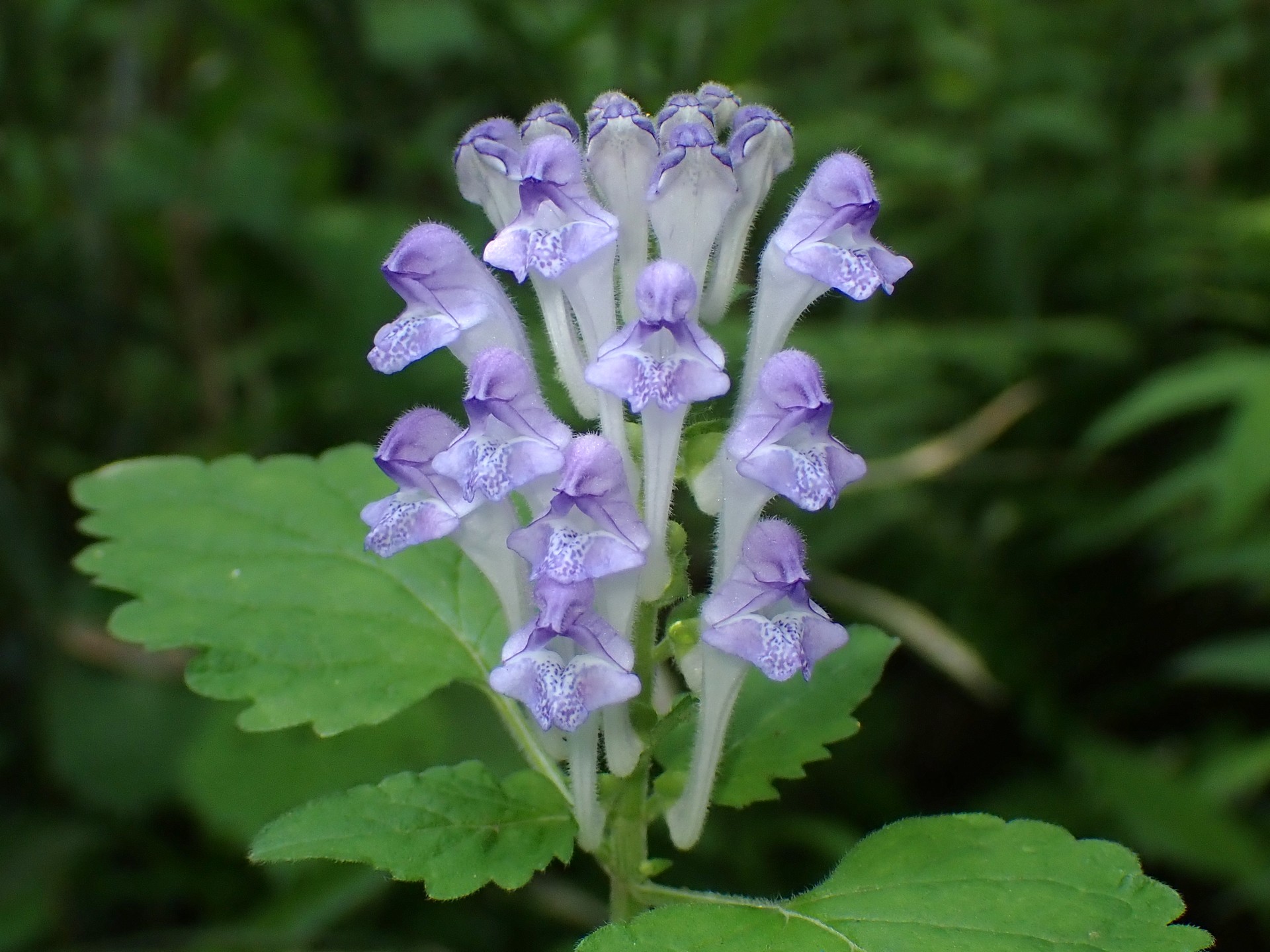 オカタツナミソウの花の高画質写真です。横浜市 青葉区 寺家ふるさと村で、2024年5月4日に撮影したものです。