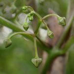 オオカモメヅルのつぼみの高画質写真です。横浜市 青葉区 寺家ふるさと村で、2024年5月22日に撮影したものです。