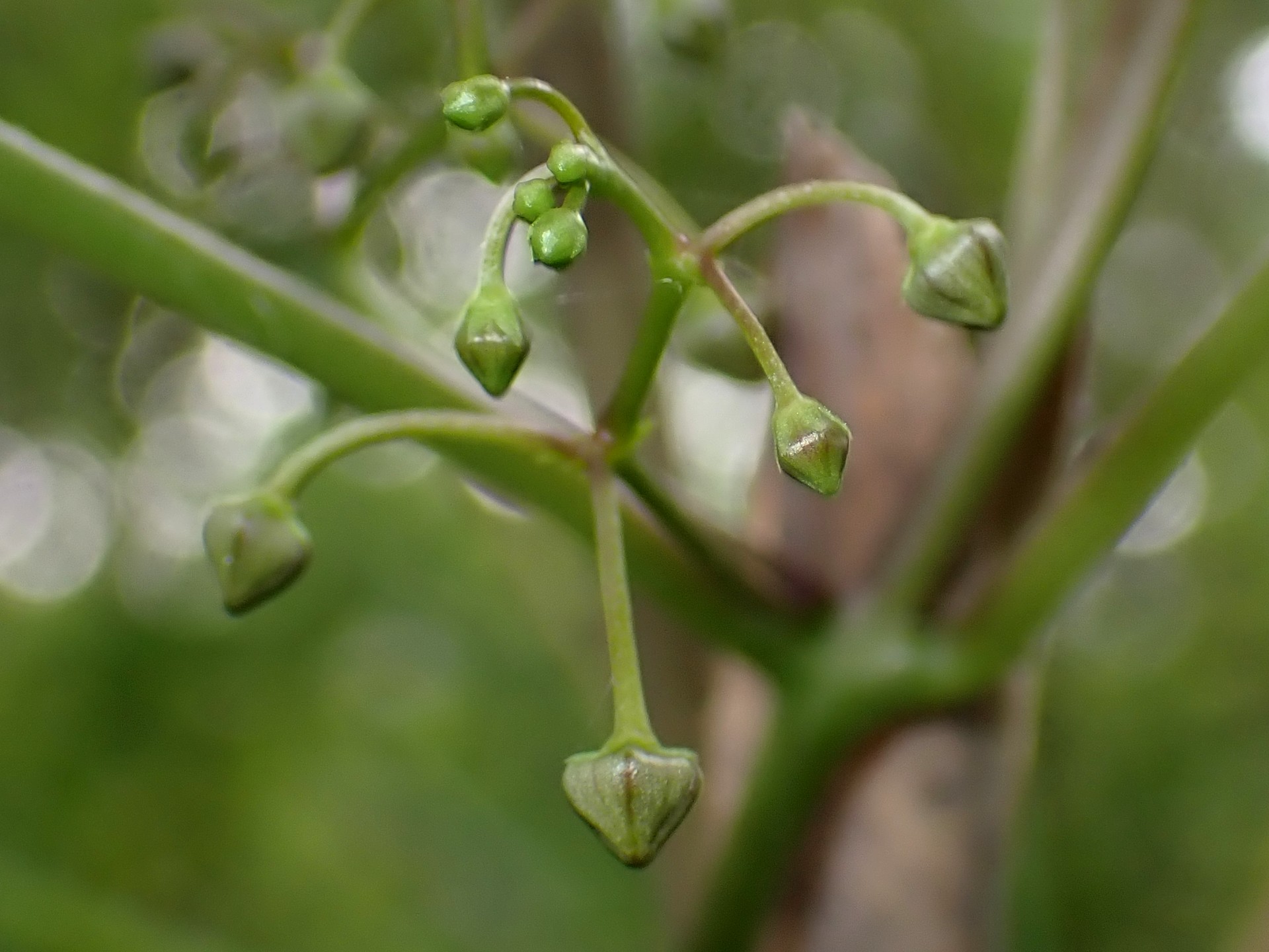 オオカモメヅルのつぼみの高画質写真です。横浜市 青葉区 寺家ふるさと村で、2024年5月22日に撮影したものです。