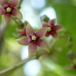 オオカモメヅル の花の高画質写真です。横浜市 青葉区 寺家ふるさと村で、2024年5月29日に撮影したものです。