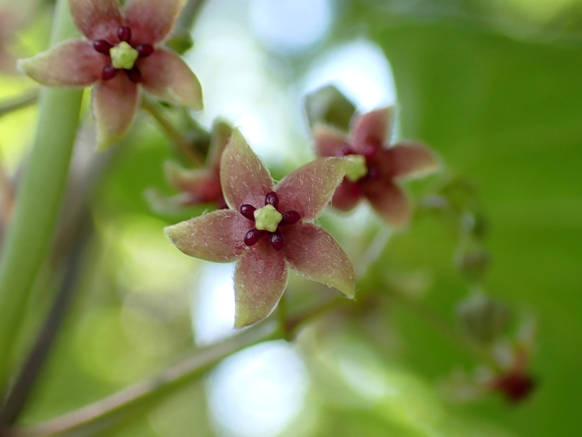 オオカモメヅル の花の高画質写真です。横浜市 青葉区 寺家ふるさと村で、2024年5月29日に撮影したものです。