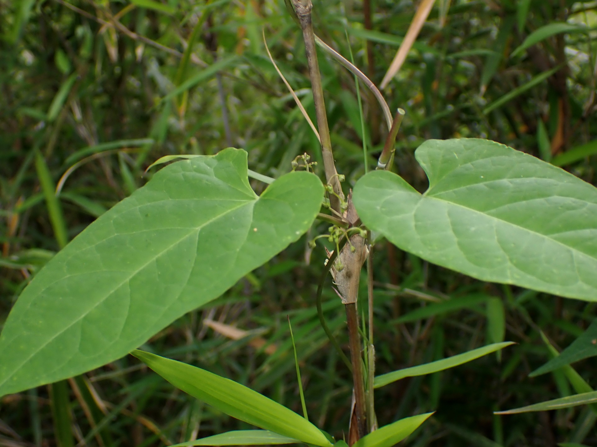 オオカモメヅルの葉の高画質写真です。横浜市 青葉区 寺家ふるさと村で、2024年5月22日に撮影したものです。