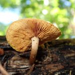 オレンジ色のきのこ のカサの裏側の高画質写真です。横浜市 青葉区 寺家ふるさと村で、2024年5月29日に撮影したものです。