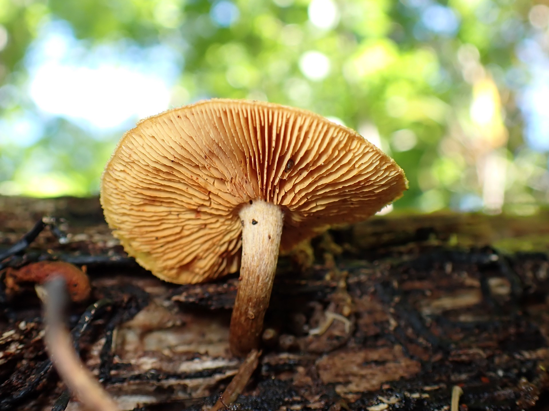 オレンジ色のきのこ のカサの裏側の高画質写真です。横浜市 青葉区 寺家ふるさと村で、2024年5月29日に撮影したものです。