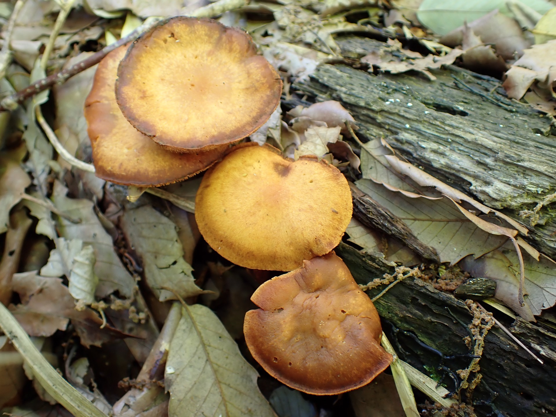 オレンジ色のきのこ の高画質写真です。横浜市 青葉区 寺家ふるさと村で、2024年5月29日に撮影したものです。