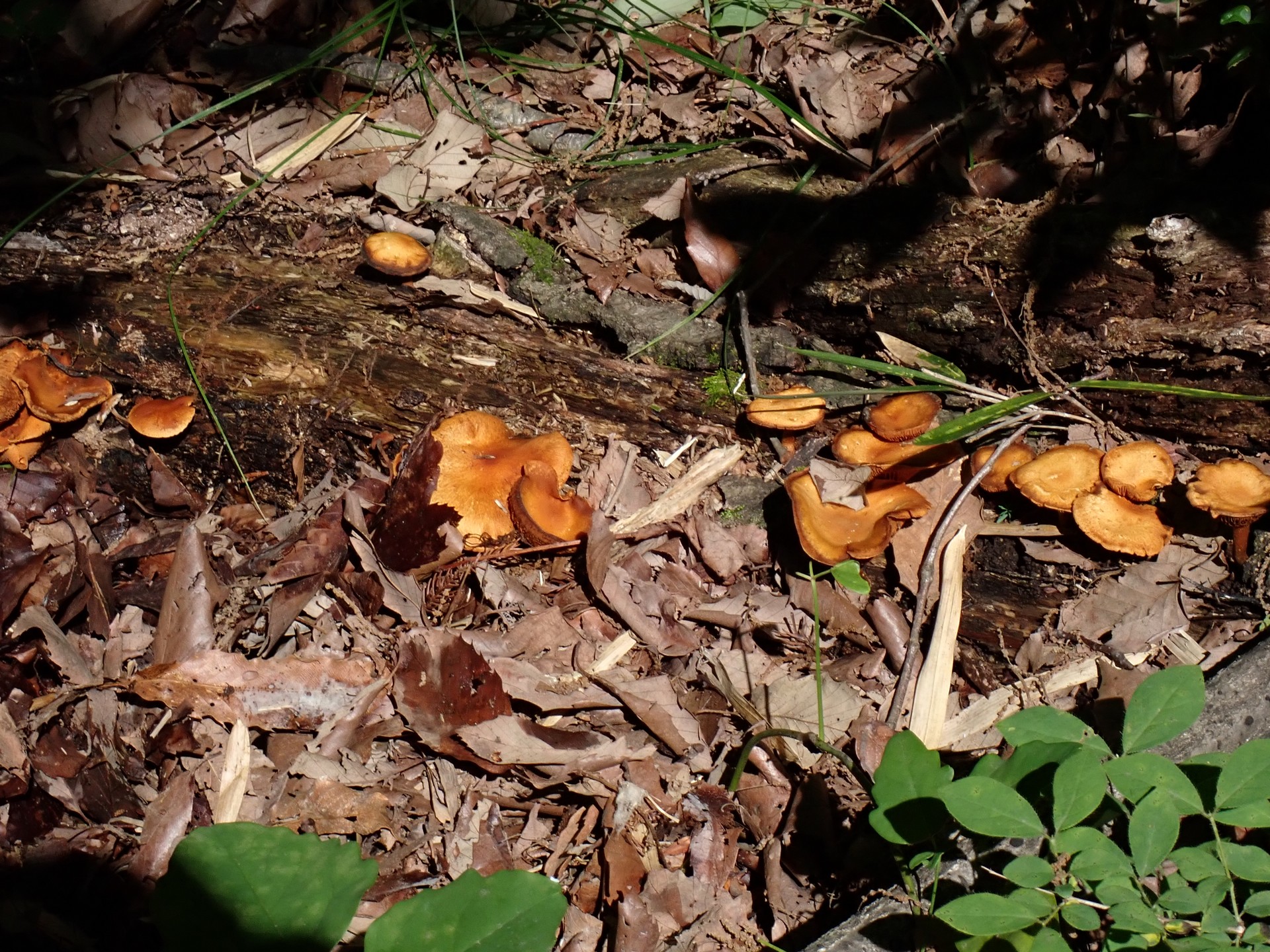 オレンジ色のきのこ の高画質写真です。横浜市 青葉区 寺家ふるさと村で、2024年5月29日に撮影したものです。