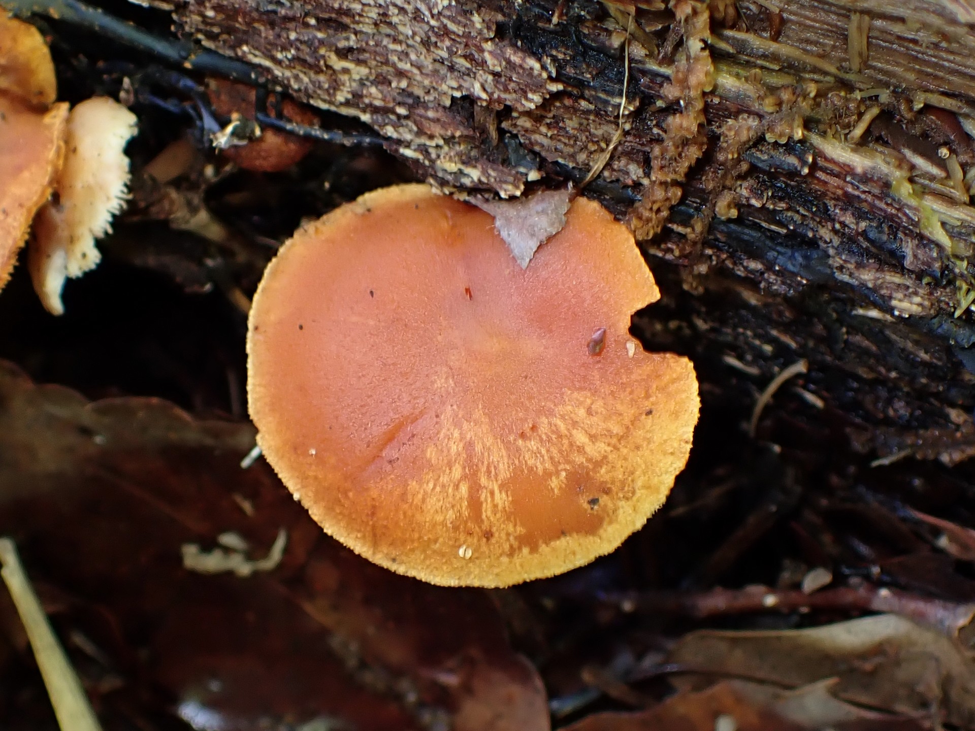 オレンジ色のきのこ の高画質写真です。横浜市 青葉区 寺家ふるさと村で、2024年5月29日に撮影したものです。