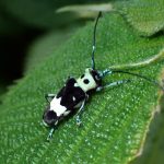 ラミーカミキリの高画質写真です。横浜市 青葉区 寺家ふるさと村で、2024年5月11日に撮影したものです。