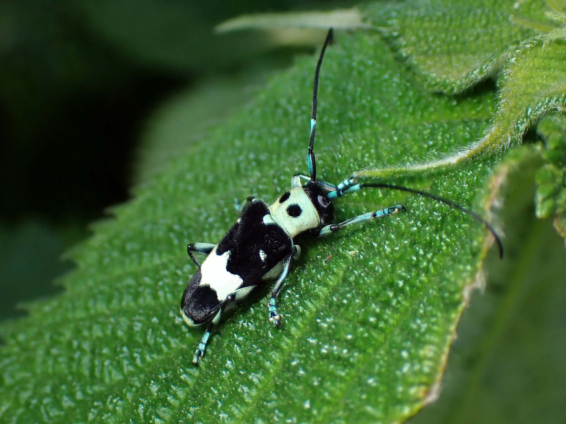 ラミーカミキリの高画質写真です。横浜市 青葉区 寺家ふるさと村で、2024年5月11日に撮影したものです。