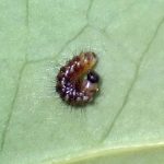 ルリタテハ（1齢幼虫）の拡大写真です。横浜市 青葉区 寺家ふるさと村で、2024年5月11日に撮影したものです。