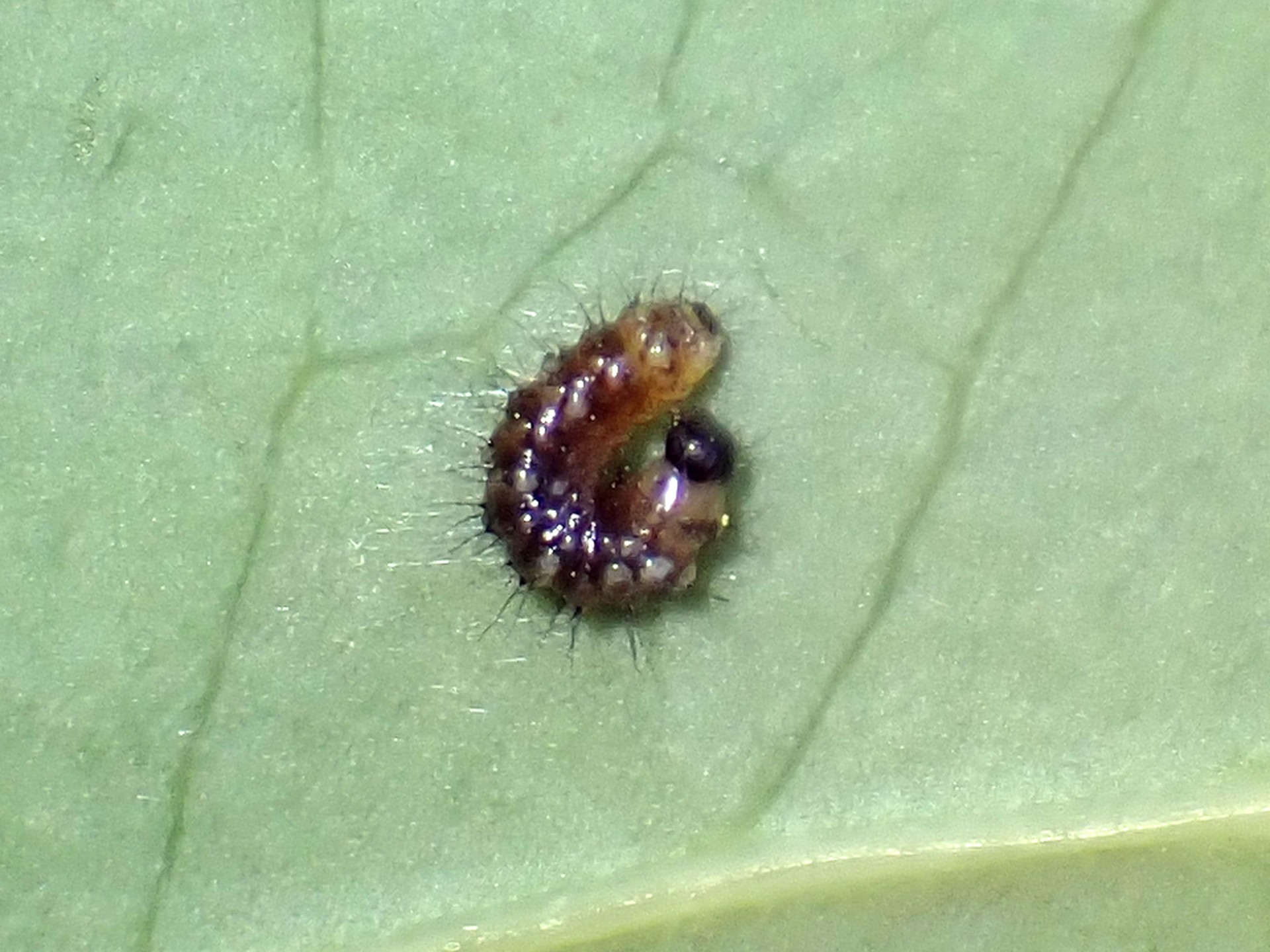 ルリタテハ（1齢幼虫）の拡大写真です。横浜市 青葉区 寺家ふるさと村で、2024年5月11日に撮影したものです。