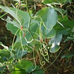 サルトリイバラの写真です。横浜市 青葉区 寺家ふるさと村で、2024年5月17日に撮影したものです。