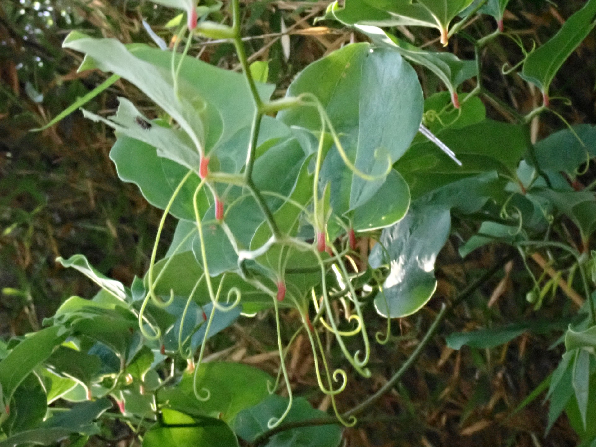 サルトリイバラの写真です。横浜市 青葉区 寺家ふるさと村で、2024年5月17日に撮影したものです。