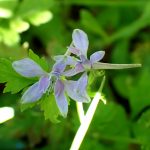 セリバヒエンソウの花の高画質写真です。横浜市 青葉区 寺家ふるさと村で、2024年5月10日に撮影したものです。