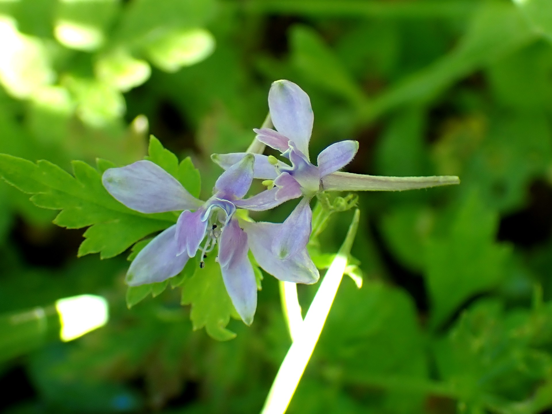 セリバヒエンソウの花の高画質写真です。横浜市 青葉区 寺家ふるさと村で、2024年5月10日に撮影したものです。
