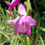 シランの花の高画質写真です。横浜市 青葉区 寺家ふるさと村で、2024年5月4日に撮影したものです。