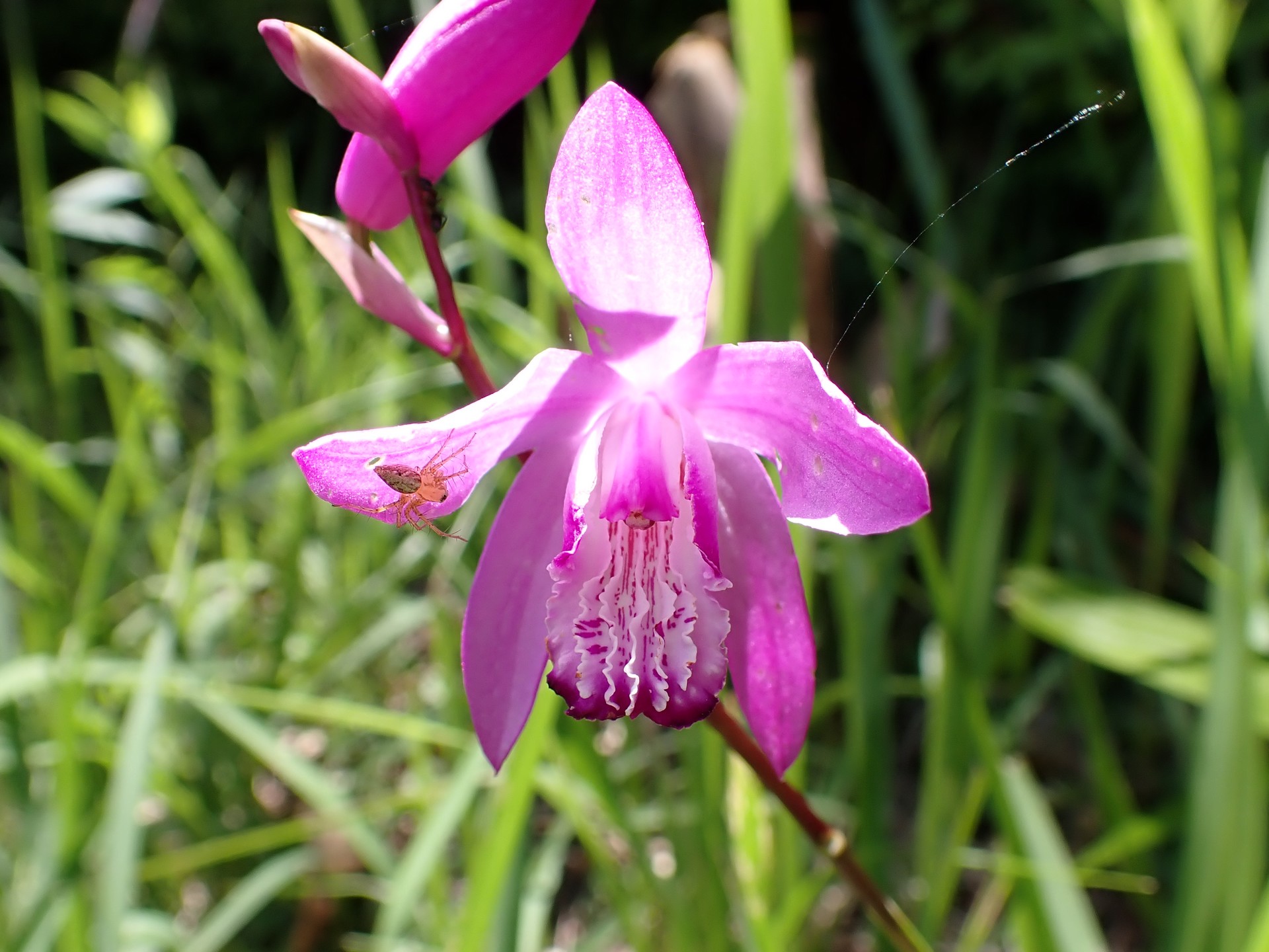 シランの花の高画質写真です。横浜市 青葉区 寺家ふるさと村で、2024年5月4日に撮影したものです。