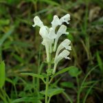 シロバナタツナミソウの花の高画質写真です。横浜市 青葉区 寺家ふるさと村で、2024年5月5日に撮影したものです。