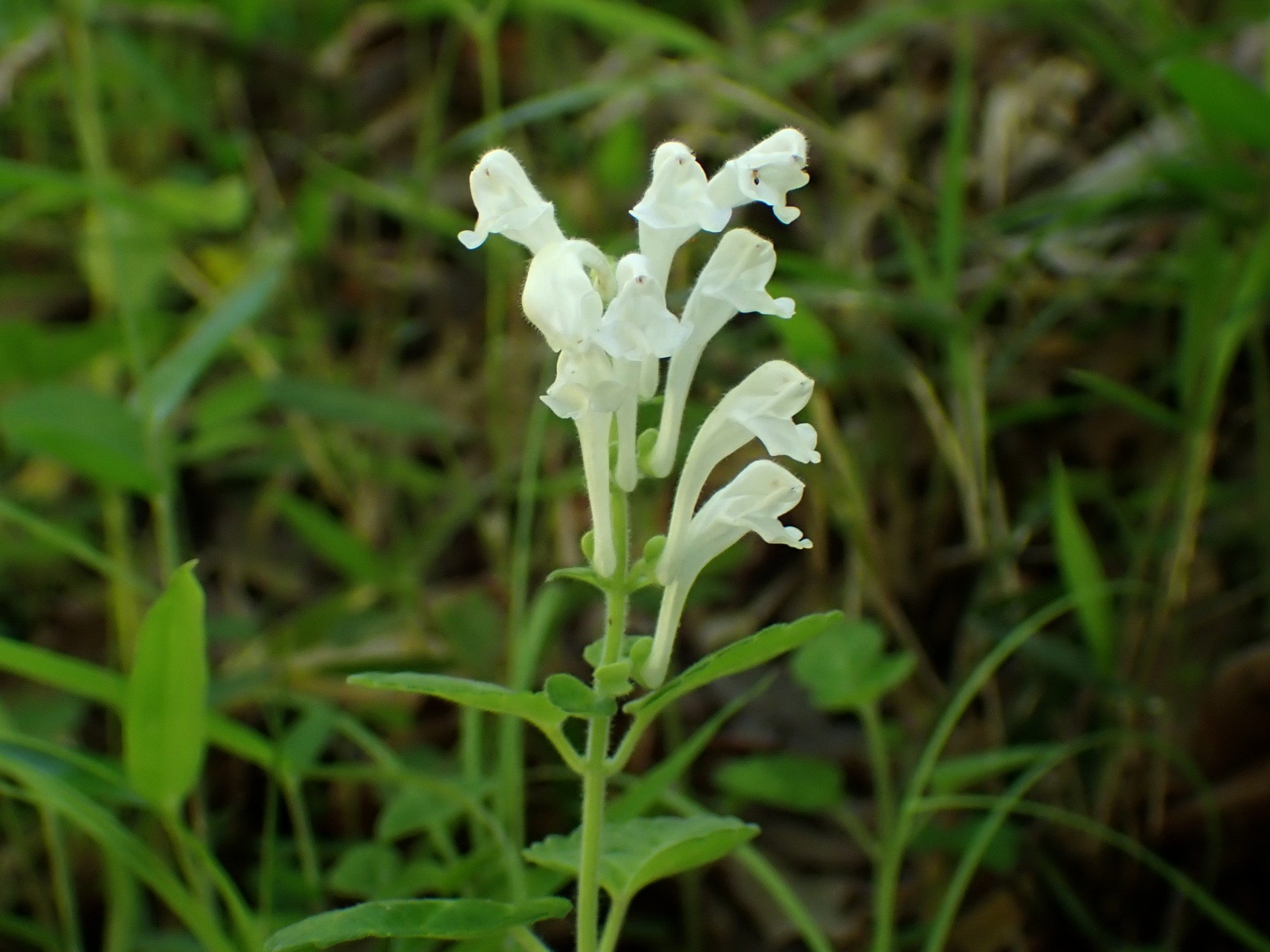 シロバナタツナミソウの花の高画質写真です。横浜市 青葉区 寺家ふるさと村で、2024年5月5日に撮影したものです。