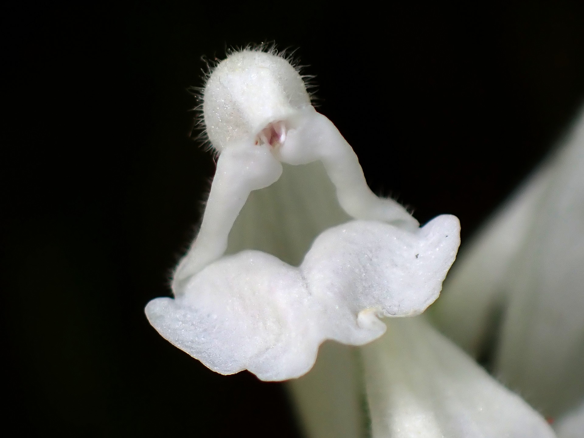 シロバナタツナミソウの花の拡大高画質写真です。横浜市 青葉区 寺家ふるさと村で、2024年5月5日に撮影したものです。