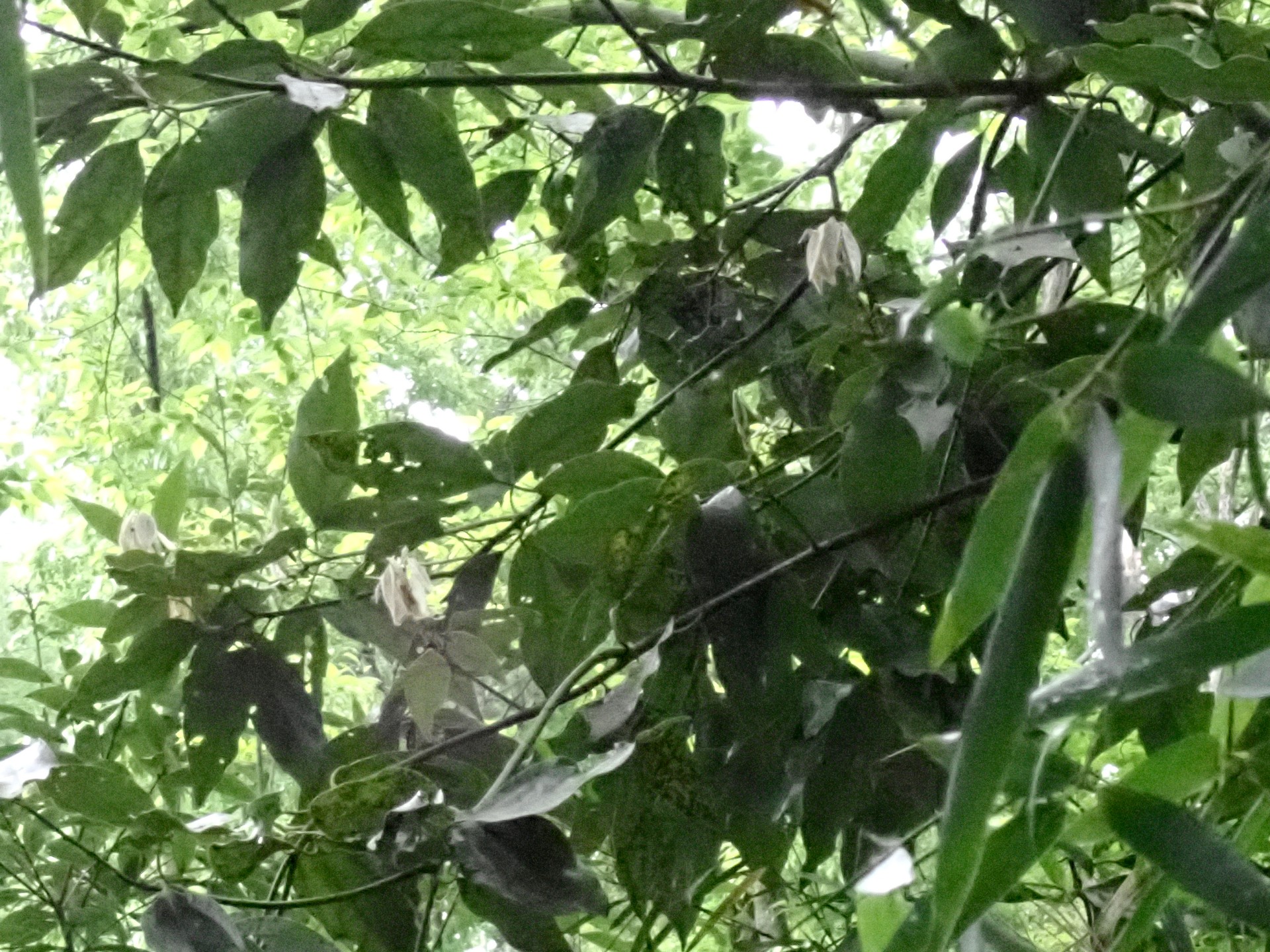 シロダモの新芽が付いている枝の高画質写真です。横浜市 青葉区 寺家ふるさと村で、2024年4月30日に撮影したものです。