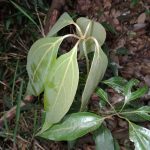 シロダモの葉の高画質写真です。横浜市 青葉区 寺家ふるさと村で、2024年5月12日に撮影したものです。