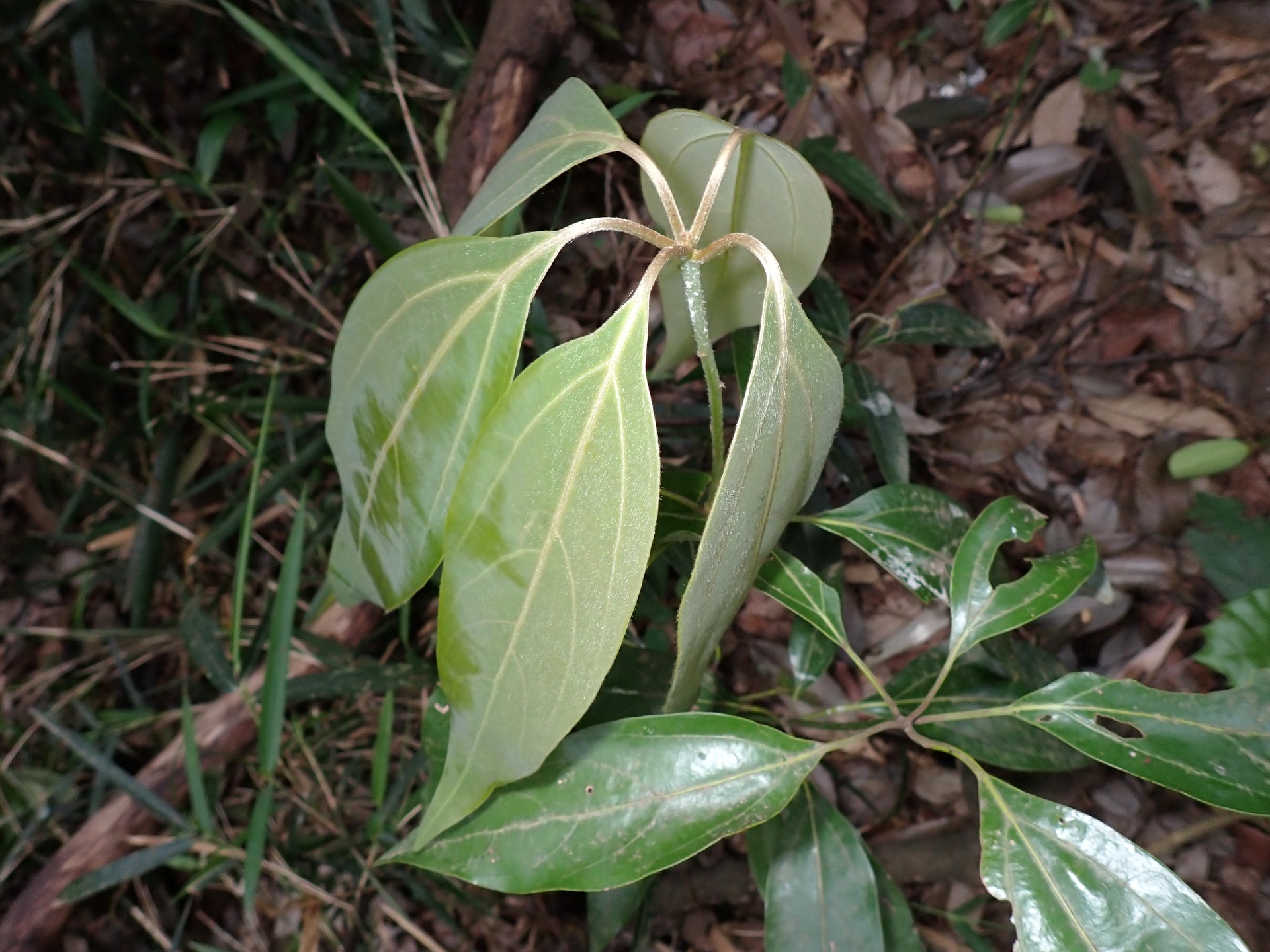 シロダモの葉の高画質写真です。横浜市 青葉区 寺家ふるさと村で、2024年5月12日に撮影したものです。