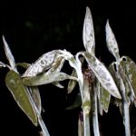 シロダモの新芽の高画質写真です。横浜市 青葉区 寺家ふるさと村で、2024年4月30日に撮影したものです。