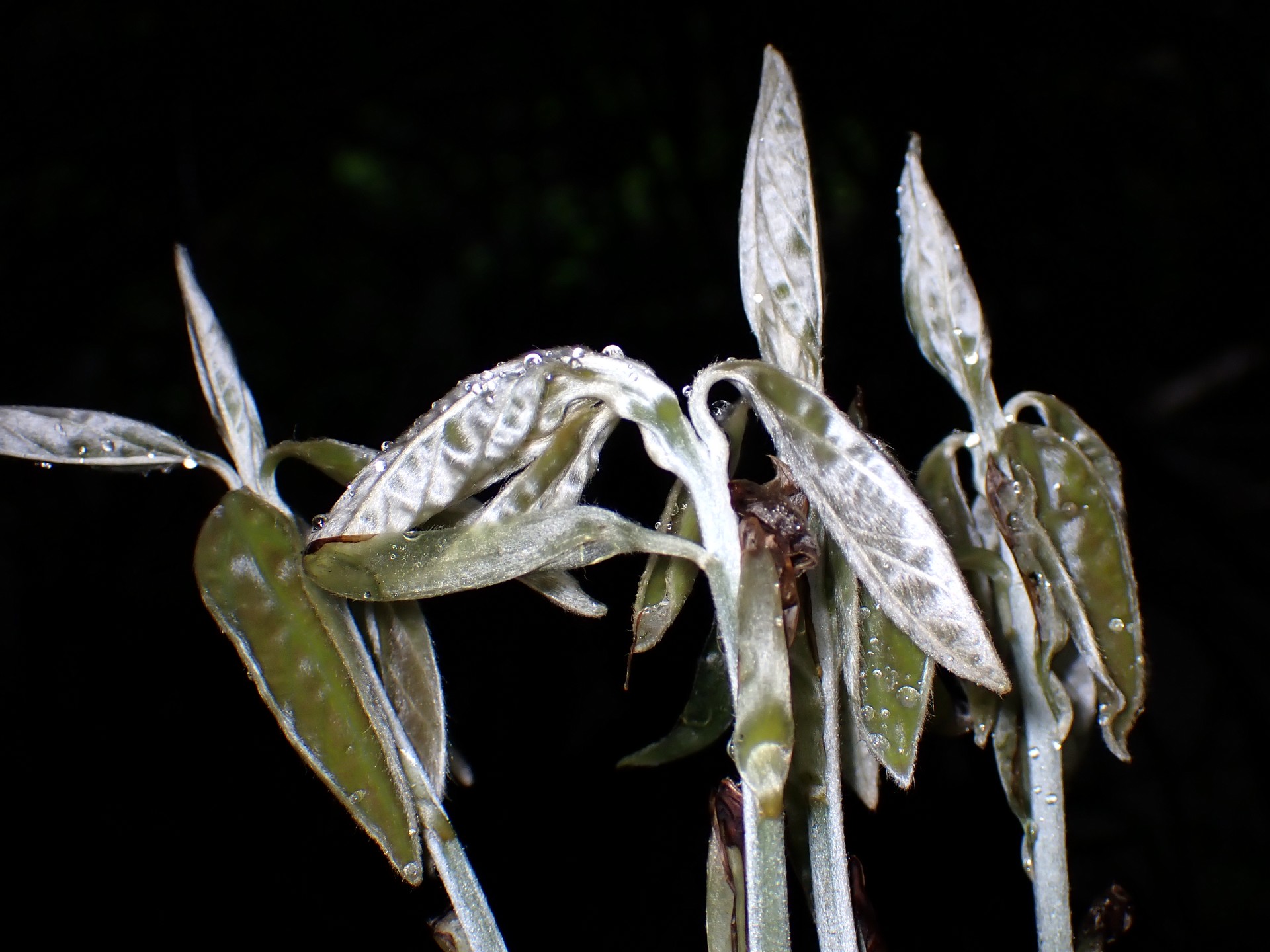 シロダモの新芽の高画質写真です。横浜市 青葉区 寺家ふるさと村で、2024年4月30日に撮影したものです。
