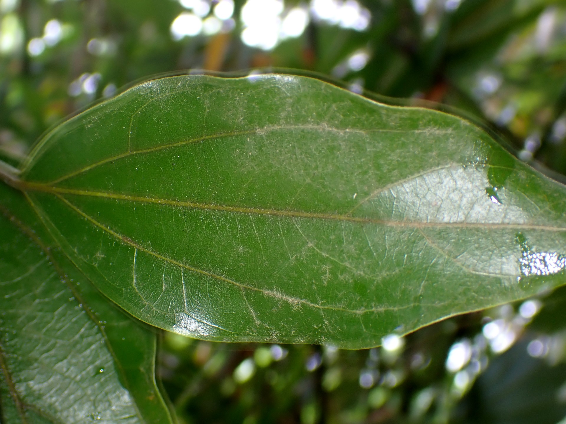 シロダモの葉の高画質写真です。横浜市 青葉区 寺家ふるさと村で、2024年4月30日に撮影したものです。