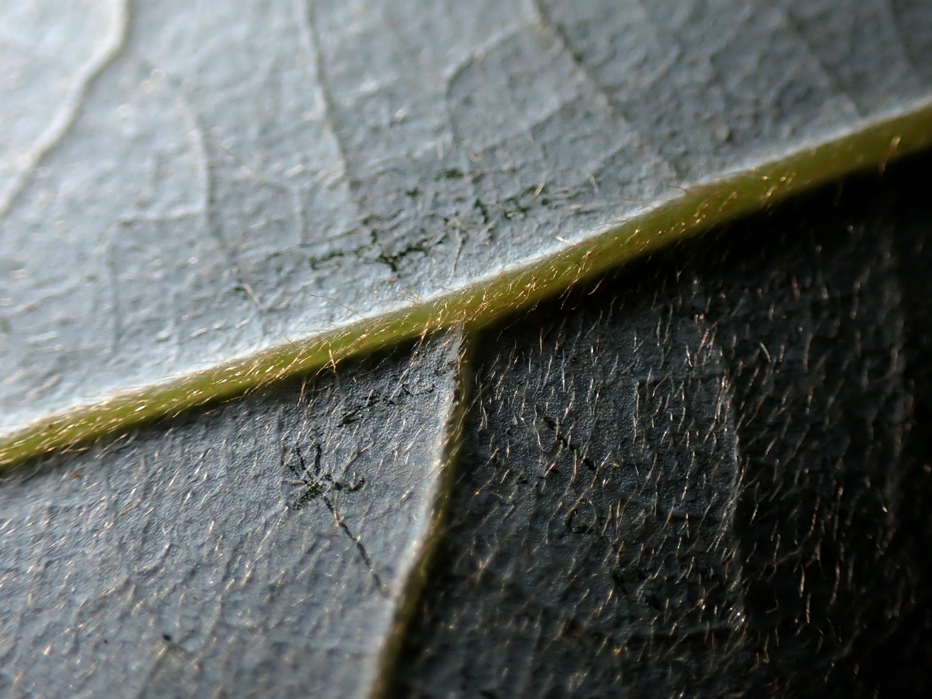 シロダモの葉の裏の高画質写真です。横浜市 青葉区 寺家ふるさと村で、2024年4月30日に撮影したものです。