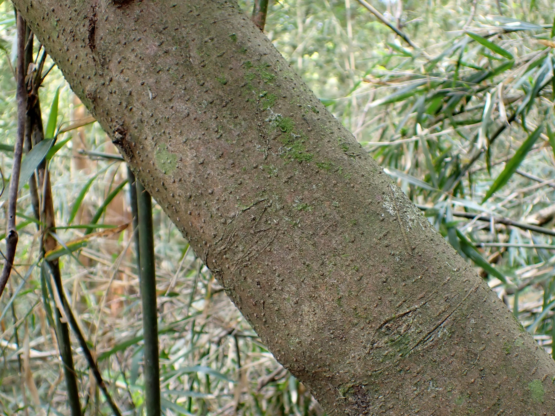 シロダモ の木の幹の高画質写真です。横浜市 青葉区 寺家ふるさと村で、2024年4月17日に撮影したものです。