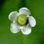 ソヨゴの雌花の高画質写真です。横浜市 青葉区 寺家ふるさと村で、2024年5月20日に撮影したものです。